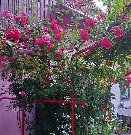 Cîrţişoara Casa Boierului Imbri 빌라 외부 사진
