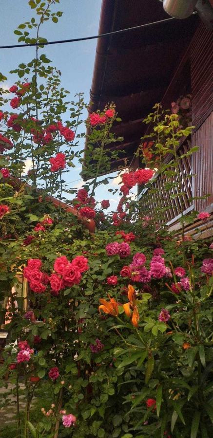 Cîrţişoara Casa Boierului Imbri 빌라 외부 사진