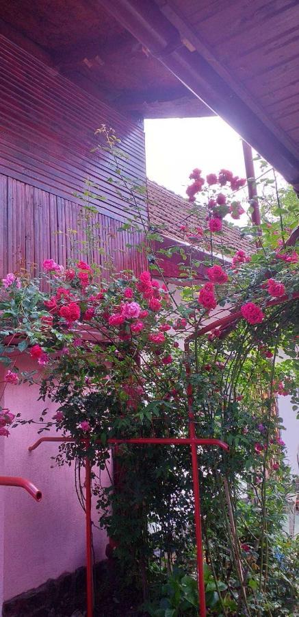 Cîrţişoara Casa Boierului Imbri 빌라 외부 사진