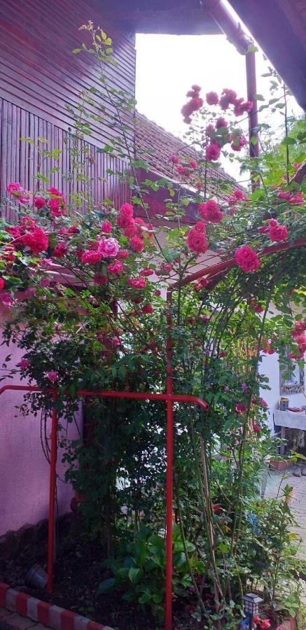 Cîrţişoara Casa Boierului Imbri 빌라 외부 사진